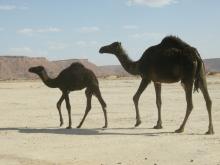 raid-maroc-booxt_juin-2010_0590.jpg